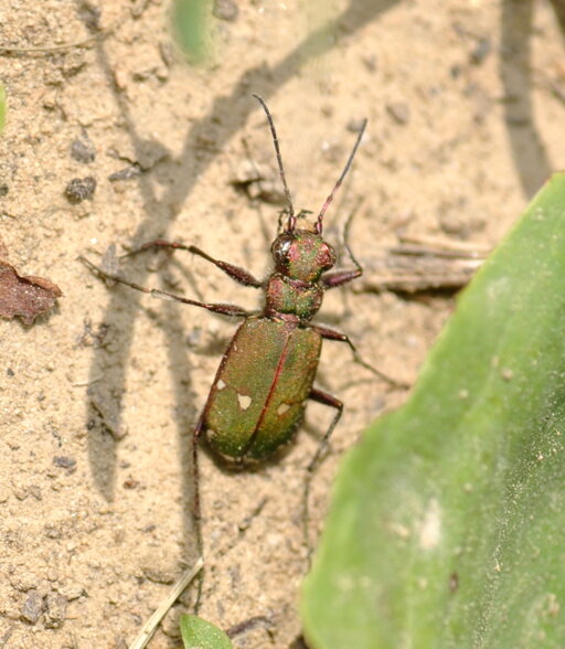 coleottero-tigre-cicindela-campestris-carabidae