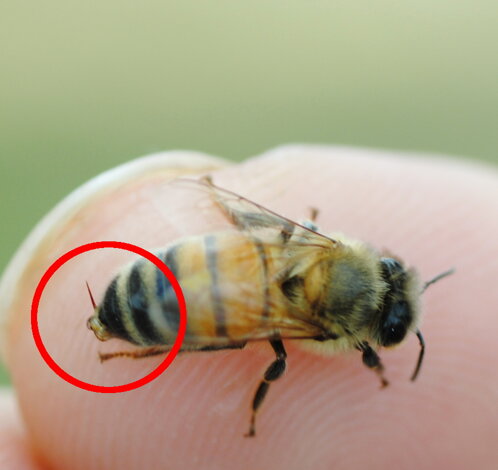 pungiglione-ape-apis-mellifera pungiglione-ape-apis-mellifera