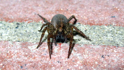 trochosa-lycosidae-ragno-lupo