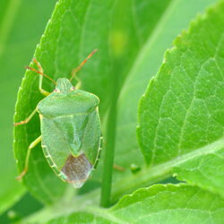 Palomena prasina (Pentatomidae) Cimice verde