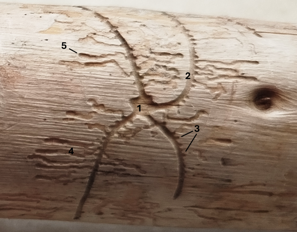 sistema-riproduttivo-di-pityogenes-bidentatus