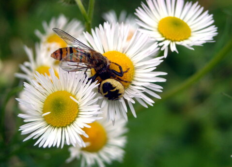 synema-globosum-femmina-thomisidae-ragno-granchio