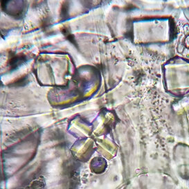 Stiloidi concresciuti in cellule di aglio Cristalli di ossalato di calcio a forma di croce in catafillo di aglio