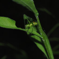 Leptophyes sp. (Phaneropteridae) Leptophyes sp. (Phaneropteridae)