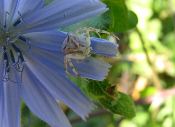 thomisus-onustus-thomisidae-ragno-granchio