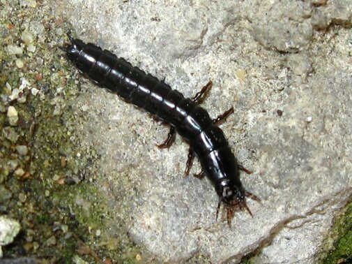 larva-di-carabus