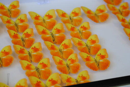 teca-farfalle teca-farfalle