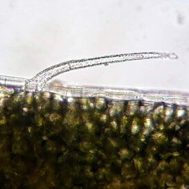 Pelo di mimosa pudica Pelo (tricoma) di mimosa pudica