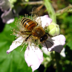 Apis mellifera (Apidae) Ape europea