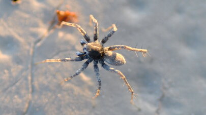 pardosa-wagleri-lycosidae-ragno-lupo