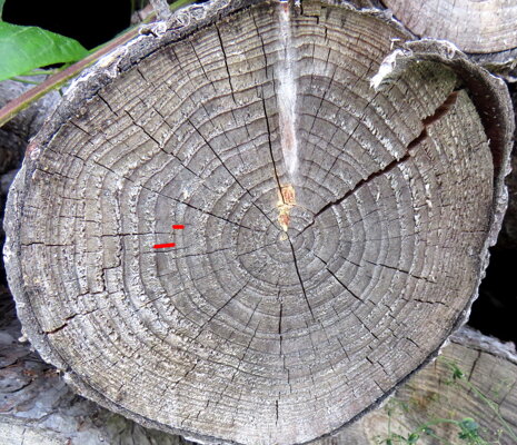 anni-dell'-albero anni-dell'-albero