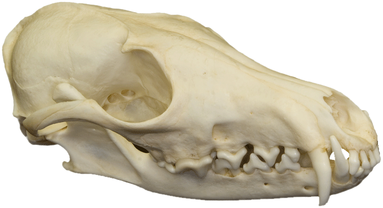 cranio-di-volpe cranio-di-volpe