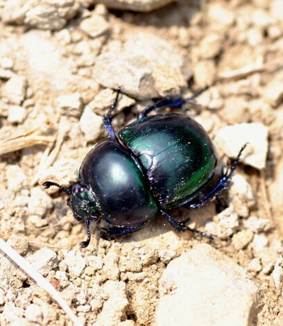 trypocopris-pyrenaeus-scarabeo-stercorario trypocopris-pyrenaeus-scarabeo-stercorario
