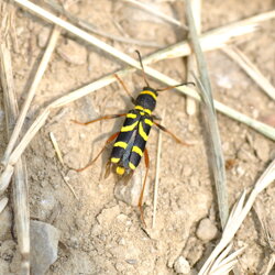 Clytus arietis (Cerambycidae)