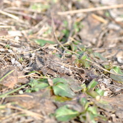 Aiolopus strepens (Acrididae) Aiolopo autunnale Aiolopus strepens (Acrididae) Aiolopo autunnale