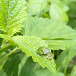 Cassida viridis (Chrysomelidae) Coleottero delle foglie