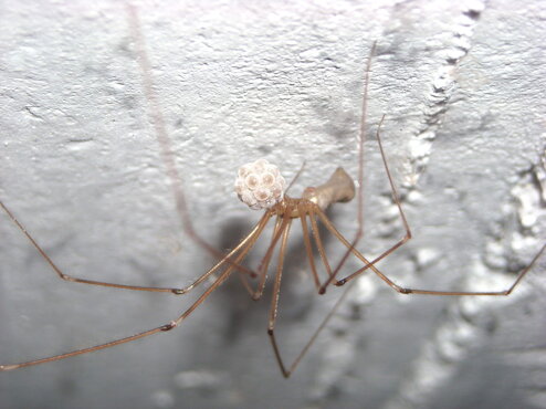 pholcus-phalangioides-pholcidae-ragno-ballerino-con-uova