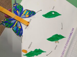 metamorfosi-delle-farfalle