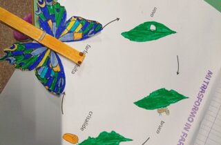 metamorfosi-delle-farfalle