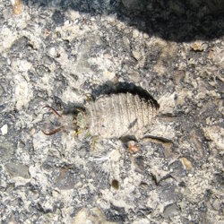 Myrmeleontidae Larva di Formicaleone