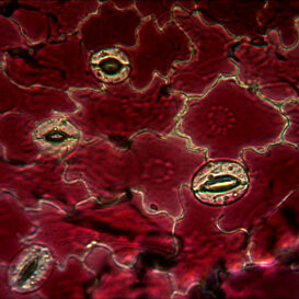 Radicchio rosso (Cichorium intybus) Cellule e stomi di radicchio rosso
