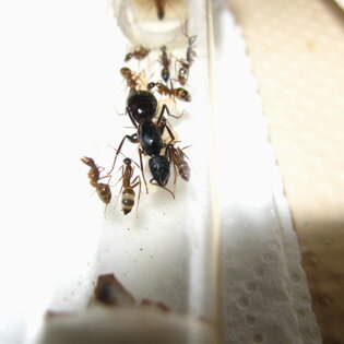 Camponotus barbaricus Regina e figlie ritirate in provetta Camponotus barbaricus Regina e figlie ritirate in provetta