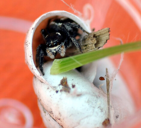 pellenes-nigrociliatus-salticidae