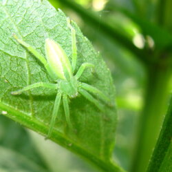 Micrommata virescens (Sparassidae) Ragno verde dei campi