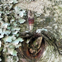 Pieris brassicae (Pieridae) Crisalide/pupa di Cavolaia maggiore