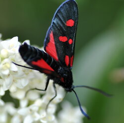 Zygaena lonicerae (Zygaenidae) Zigena