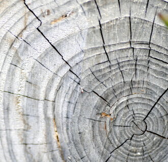 anelli-albero anelli-albero