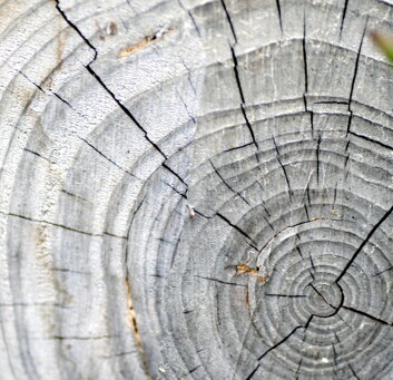 anelli-albero anelli-albero