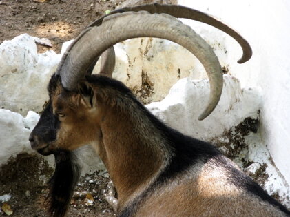 egagro-capra-aegagrus egagro-capra-aegagrus