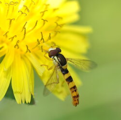Sphaerophoria cf. scripta (Syrphidae)