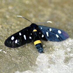 Amata phegea (Erebidae) Pretino