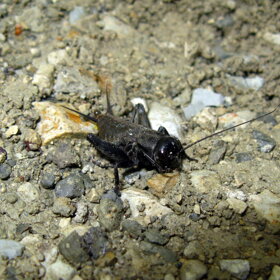 Melanogryllus desertus Grillo nero