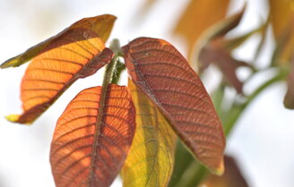 foglie-colorate foglie-colorate