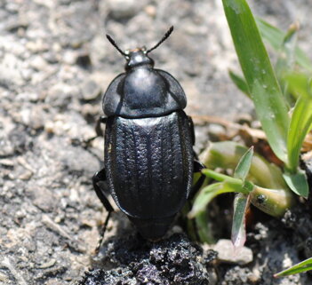 silpha-olivieri-adulto