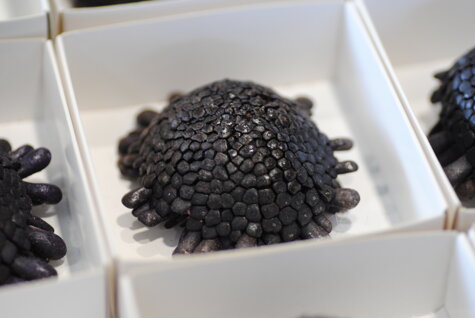 colobocentrotus-atratus-echinodermi-riccio-di-mare colobocentrotus-atratus-echinodermi-riccio-di-mare