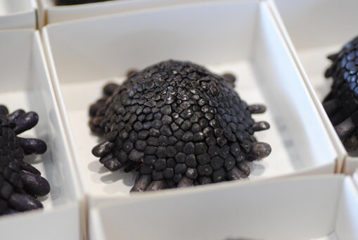 colobocentrotus-atratus-echinodermi-riccio-di-mare colobocentrotus-atratus-echinodermi-riccio-di-mare