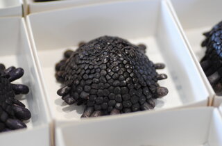 colobocentratus-atratus-ricci-di-mare-echinodermi