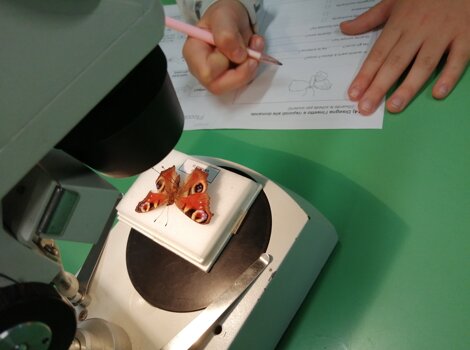 steromicroscopio-studio-degli-insetti steromicroscopio-studio-degli-insetti