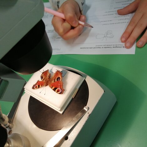 steromicroscopio-studio-degli-insetti steromicroscopio-studio-degli-insetti