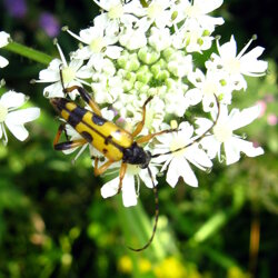 Rutpela maculata (Cerambycidae)