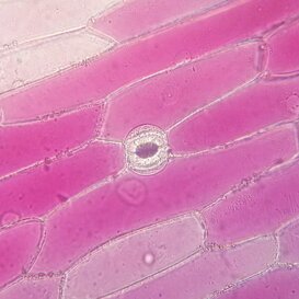 Cipolla (Allium cepa) Stoma in catafillo di cipolla