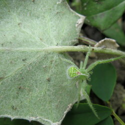 Heriaeus sp. (Thomisidae) Ragno granchio Heriaeus sp. (Thomisidae) Ragno granchio