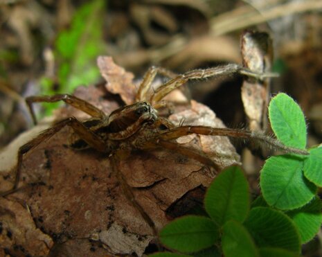 hogna-radiata-lycosidae-ragno-lupo