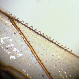 Hamuli su ala di ape regina Ala posteriore di ape regina con hamuli sganciati Hamuli su ala di ape regina Ala posteriore di ape regina con hamuli sganciati