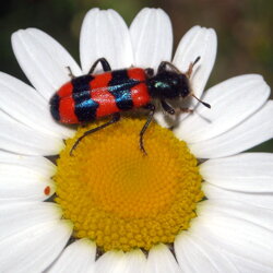 Trichodes apiarius (Cleridae) Coleottero degli alveari
