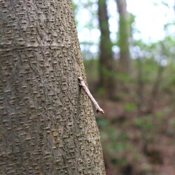 Geometridae Bruco Geometride a forma di rametto